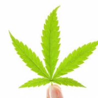 The Skidki – На шалуху