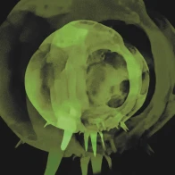 Mournshelter – Nuclear Grave