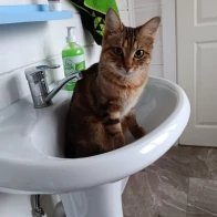 Роман Владимирович