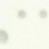 Антон Украинец