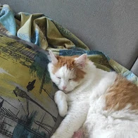 Николай Скороход